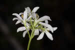 Largeleaf rose gentian